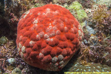 cushion star